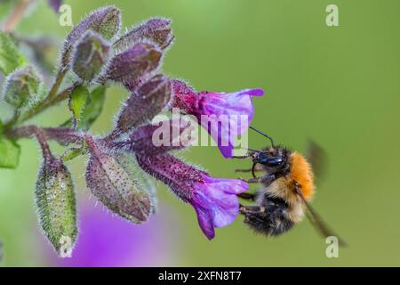 Common carder bumblebee (Bombus pascuorum) in flight, feeding on Lungwort, Monmouthshire, Wales, UK, April. Stock Photo