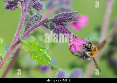 Common carder bee (Bombus pascuorum) feeding on Lungwort (Pulmonaria officinalis)  Monmouthshire, Wales, UK, April. Stock Photo