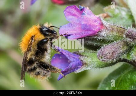 Common carder bumblebee (Bombus pascuorum), feeding on lungwort (Pulmonaria officinalis), Monmouthshire, Wales, UK, April. Stock Photo