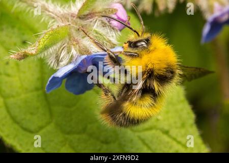 Early bumblebee (Bombus pratorum) feeding on Green alkanet (Pentaglottis sempervirens) Monmouthshire, Wales, UK. May. Stock Photo