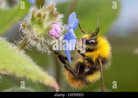 Early bumblebee (Bombus pratorum) feeding on Green alkanet (Pentaglottis sempervirens) Monmouthshire, Wales, UK. May. Stock Photo