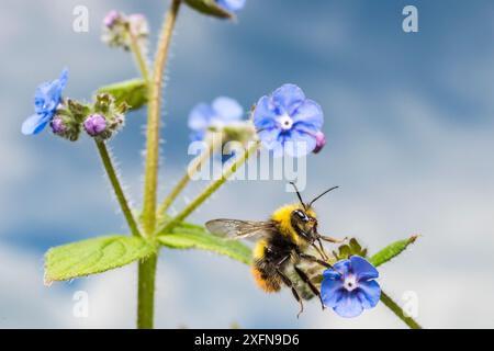 Early bumblebee (Bombus pratorum) feeding on Green alkanet (Pentaglottis sempervirens) Monmouthshire, Wales, UK. May. Stock Photo