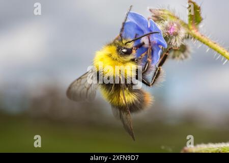 Early bumblebee (Bombus pratorum) feeding on Green alkanet (Pentaglottis sempervirens) Monmouthshire, Wales, UK. May. Stock Photo