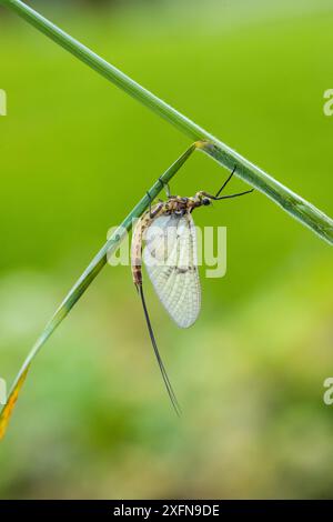 Mayfly (Ephemera danica) male, River Usk, Monmouthshire, Wales, UK, May. Stock Photo