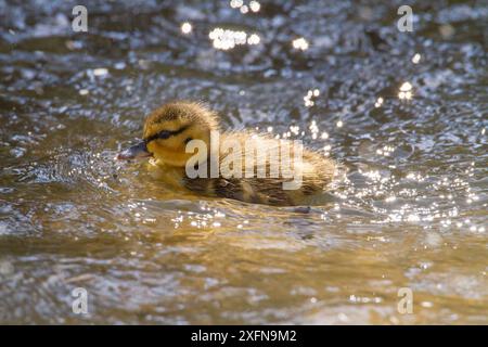 Mallard (Anas platyrhynchos) duckling in water, Bozeman, Montana, USA. May. Stock Photo