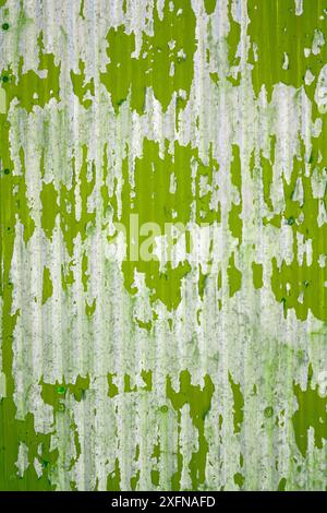 Close up of a weathered corrugated metal surface with peeling green paint, revealing rust and wear underneath. Stock Photo