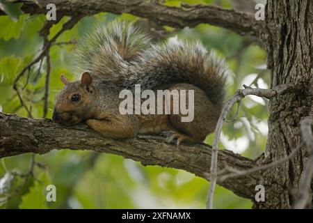 Eastern fox squirrel, (Sciurus niger) in tree, New York, USA, September. Stock Photo