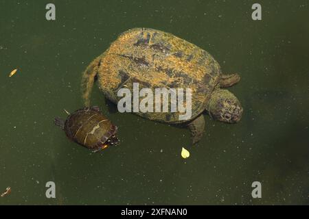 Snapping Turtle Shell Side View Snapping turtle, Chelydra serpentina, and painted turtles, Chrysemys ...