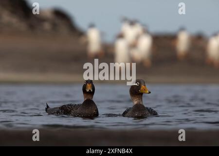 Flying Steamer duck (Tachyeres patachonicus) pair, Sea Lion Island, Falkland Islands, October Stock Photo