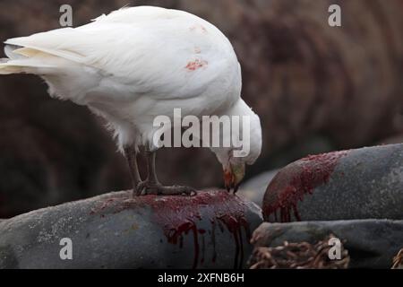 Snowy Sheathbill (Chionis albus) eating blood spilled after an elephant seal fight, Sea Lion Island, Falkland Islands, October Stock Photo