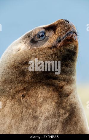 Southern Sea Lion (Otaria byronia / flavescens) pup, Darwin, East Falkland, Falkland Islands, October Stock Photo