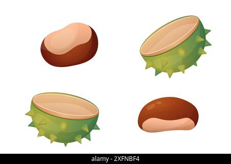 Chestnut, chestnut shell. Vector illustration isolated on white background. set Stock Vector