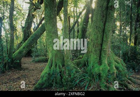 Antarctic beech (Nothofagus moorei), Lamington National Park, Gondwana Rainforest UNESCO Natural World Heritage Site, Queensland, Australia. Stock Photo