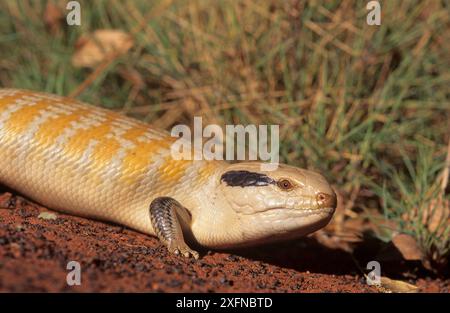 Centralian blue-tongued lizard (Tiliqua multifasciata), Cape Range National Park, Ningaloo Coast UNESCO Natural World Heritage Site, Western Australia. Stock Photo