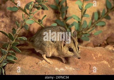 Stripe faced dunnart (Sminthopsis macroura), Purnululu National Park UNESCO Natural World Heritage Site, Western Australia, Australia. Stock Photo