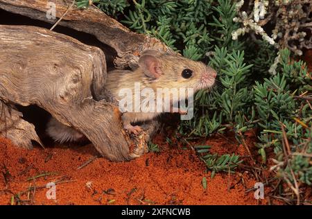 Shark bay mouse (Pseudomys fieldi), Shark Bay UNESCO Natural World ...