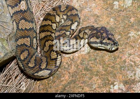 Amethystine python (Morelia amethistina), Girringun National Park, Wet Tropics of Queensland UNESCO Natural World Heritage Site, Herbert River Queensland, Australia. Stock Photo