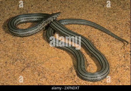 Burton's Legless Lizard (Lialis burtonis), Willandra Lakes UNESCO Natural World Heritage Site, New South Wales, Australia. Stock Photo