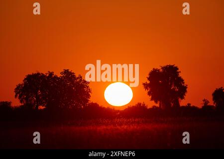 Sun setting behind trees, in Duba Plains concession, Okavango delta, Botswana, Southern Africa Stock Photo