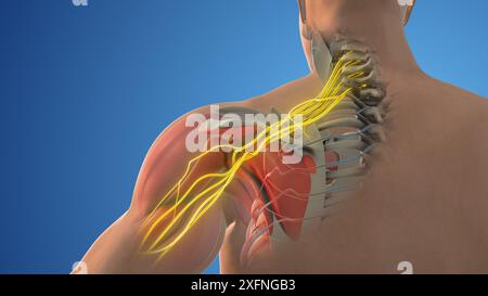 The network of brachial plexus nerves in the shoulder structure Stock Photo