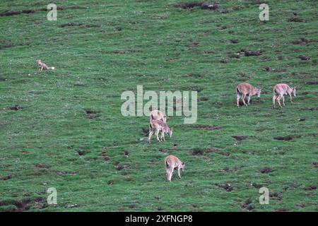 Tibetan Fox (Vulpes ferrilata) watching herd of Tibetan gazelle ...