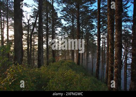 Forest landscape in Balang Mountain, Wolong National Nature Reserve,, Sichuan Giant Panda Sanctuaries - Wolong,  Mt Siguniang and Jiajin Mountains UNESCO World Heritage Site, Sichuan Province, China. Stock Photo