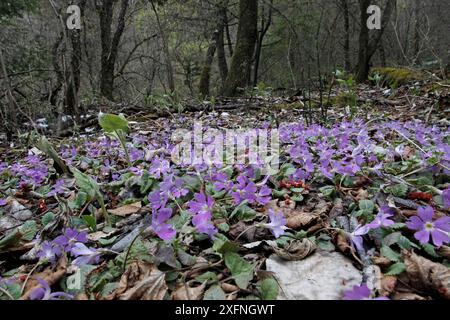 Primula flowers growing in woodland (Primula sp) Balang Mountain, Wolong National Nature Reserve, Sichuan Giant Panda Sanctuaries - Wolong,  Mt Siguniang and Jiajin Mountains UNESCO World Heritage Site, Sichuan Province, China. Stock Photo