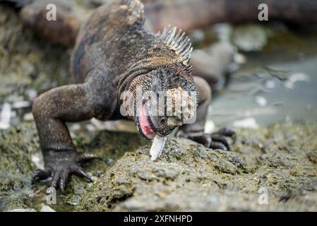 Marine iguana (Amblyrhynchus cristatus) eating a fish, Puerto Egas, Santiago Island, Galapagos. Stock Photo