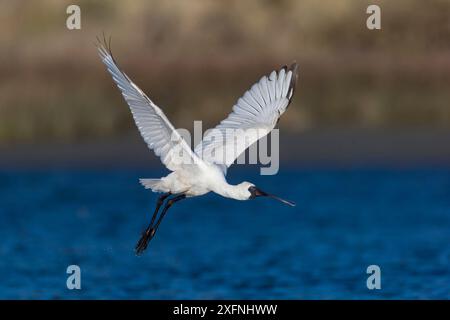 Royal spoonbill (Platalea regia) in flight. Ashley River, Canterbury, New Zealand. August. Stock Photo