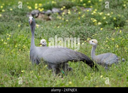 Blue Crane   (Anthropoides paradiseus) with two chicks, Etosha National Park, Namibia, March. Stock Photo