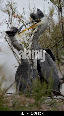 Grey heron (Ardea cinerea) chicks fighting on the nest, Pont de Gau,  Camargue, France, May Stock Photo