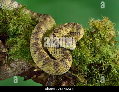 Cameroon bush viper (Atheris broadleyi) captive, occurs in West Africa. Stock Photo