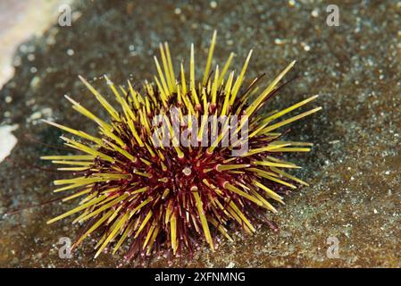 Purple sea urchin (Strongylocentrotus purpuratus) off the coast of Svalbard, Norway. September. Stock Photo