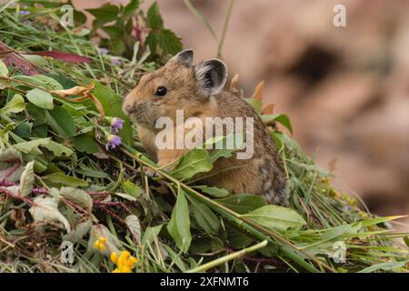 Pika (Ochotona princeps) gathering plants to store for winter, Bridger National Forest,  Wyoming, USA. August. Stock Photo