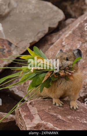 Pika (Ochotona princeps) gathering plants to store for winter, Bridger National Forest,  Wyoming, USA. August. Stock Photo