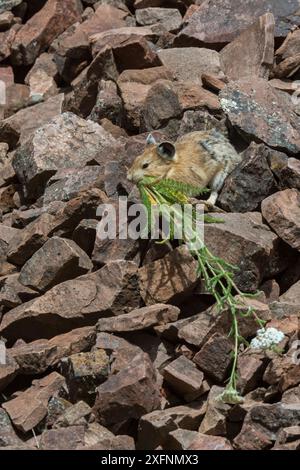 Pika (Ochotona princeps) gathering plants to store for winter, Bridger National Forest,  Wyoming, USA. August. Stock Photo