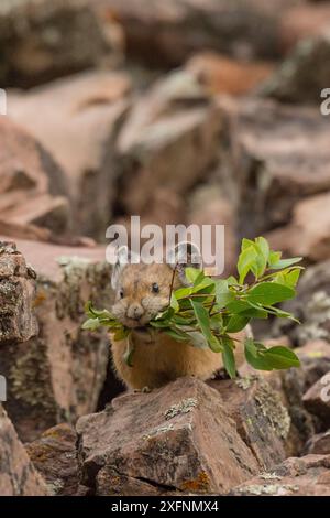 Pika (Ochotona princeps) gathering plants to store for winter, Bridger National Forest,  Wyoming, USA. August. Stock Photo