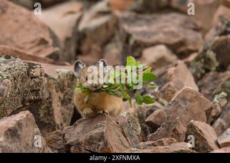 Pika (Ochotona princeps) gathering plants to store for winter, Bridger National Forest,  Wyoming, USA. August. Stock Photo