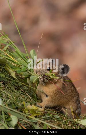 Pika (Ochotona princeps) gathering plants to store for winter, Bridger National Forest,  Wyoming, USA. August. Stock Photo