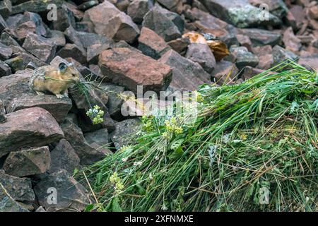 Pika (Ochotona princeps) gathering plants to store for winter, Bridger National Forest,  Wyoming, USA. August. Stock Photo