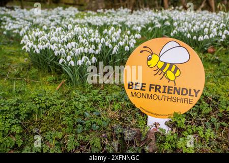 Bee friendly sign with snowdrops (Galanthus nivalis) Monmouthshire Wales UK, February. Stock Photo