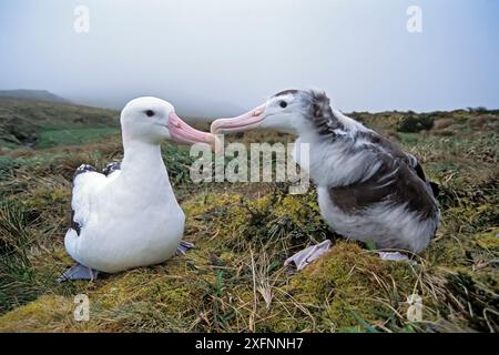 Tristan albatross (Diomedea dabbenena) male, Gough Island, Gough and ...