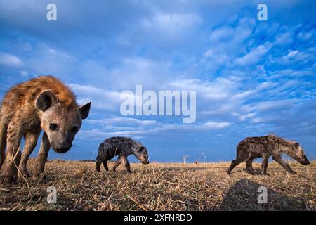 Spotted hyena (Crocuta crocuta) approaching remote camera with curiosity. Taken with a remote camera controlled by the photographer. Maasai Mara National Reserve, Kenya. August 2013. Stock Photo