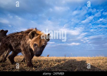 Spotted hyena (Crocuta crocuta) pup approaching remote camera with curiosity, taken with a remote camera controlled by the photographer. Maasai Mara National Reserve, Kenya. August. Stock Photo