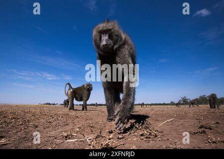 Olive baboon (Papio anubis) male approaching remote camera with curiosity  - taken with a remote camera controlled by the photographer. Maasai Mara National Reserve, Kenya. August. Stock Photo