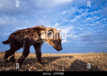 Spotted hyena (Crocuta crocuta) juvenile approaching remote camera with curiosity, taken with a remote camera controlled by the photographer. Maasai Mara National Reserve, Kenya. August. Stock Photo