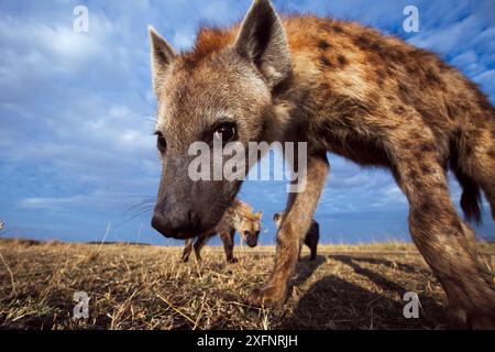 Spotted hyena (Crocuta crocuta) approaching remote camera with curiosity, taken with a remote camera controlled by the photographer. Maasai Mara National Reserve, Kenya. August. Stock Photo