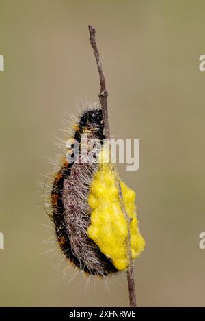 Black veined white butterfly (Aporia crataegi) caterpillar, Hautes-Alpes, France, April. Stock Photo