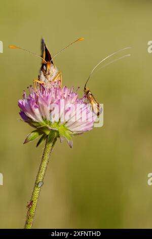 Knapweed fritillary butterfly (Melitaea phoebe) or (Cinclidia phoebe) and Brassy longhorn moth (Nemophora metallica), Var, France, May. Stock Photo