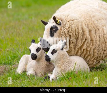 Kerry Hill domestic sheep, ewe and lambs England, UK. Stock Photo